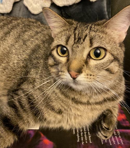 Cat For Adoption Princess Fergie A Domestic Short Hair Tabby