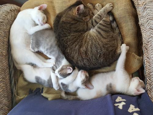 Cat For Adoption Smurf A Domestic Short Hair Tabby Mix In