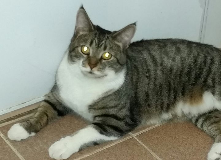 Cat For Adoption Olive A Maine Coon Domestic Short Hair Mix