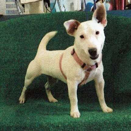 Dog For Adoption S0fi A Bull Terrier In El Paso Tx