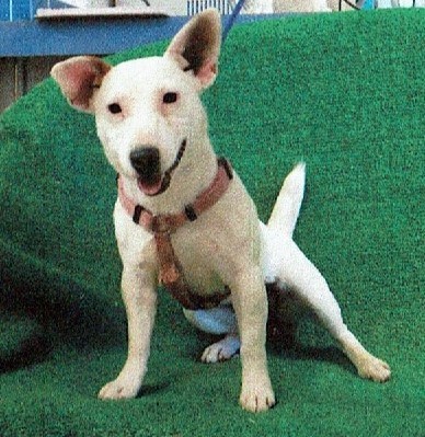 Dog For Adoption S0fi A Bull Terrier In El Paso Tx