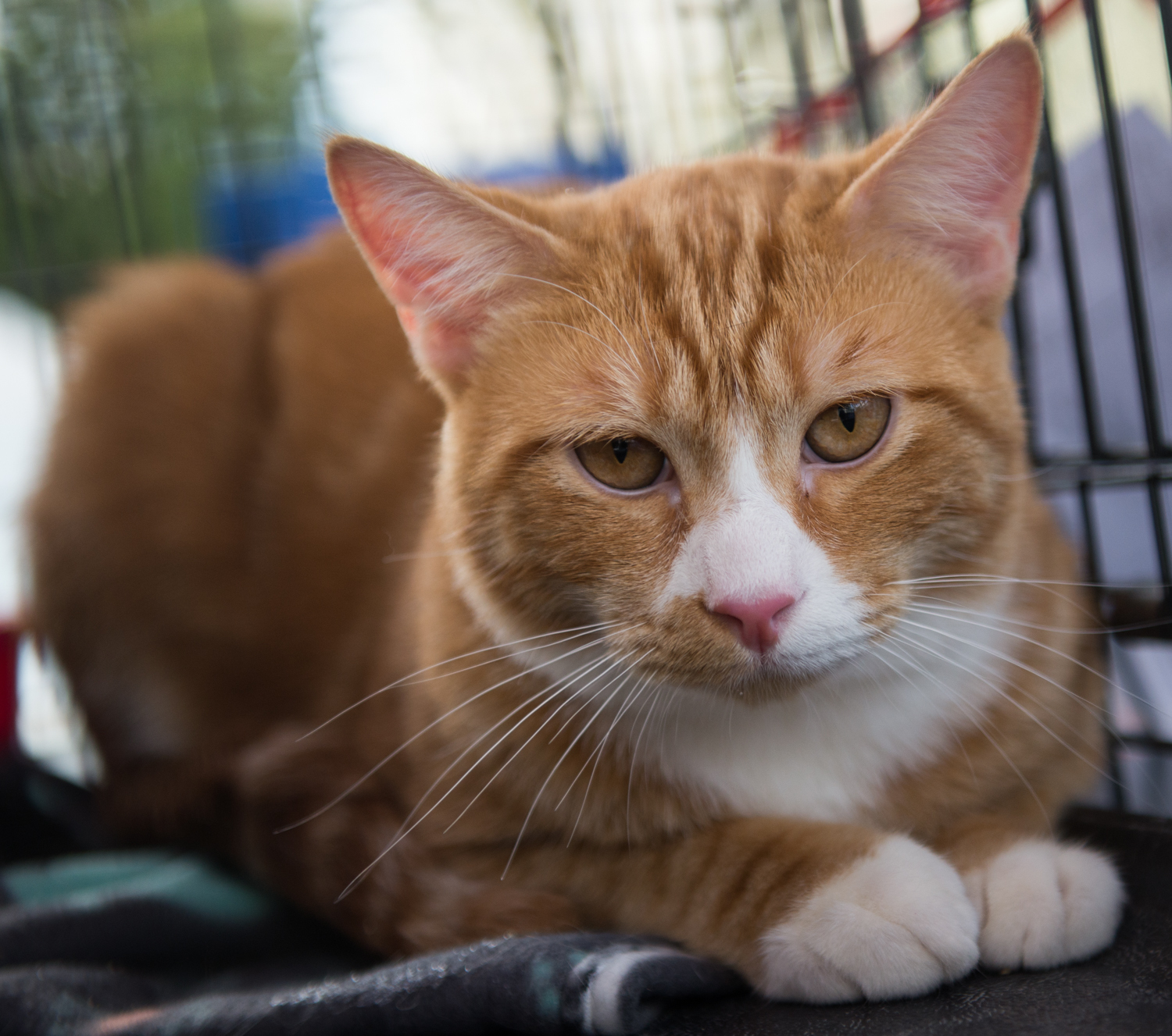 Aslan, an adoptable Tabby, Domestic Short Hair in Parker, TX, 75002 | Photo Image 2