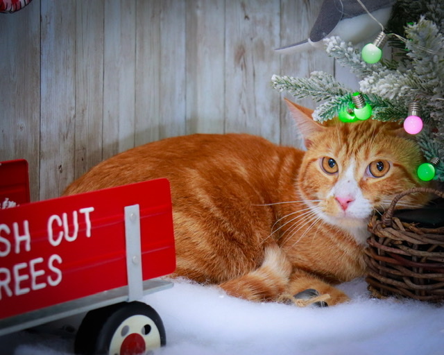 Aslan, an adoptable Tabby, Domestic Short Hair in Parker, TX, 75002 | Photo Image 3