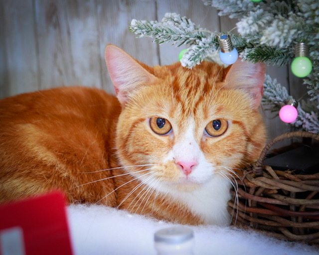 Aslan, an adoptable Tabby, Domestic Short Hair in Parker, TX, 75002 | Photo Image 1