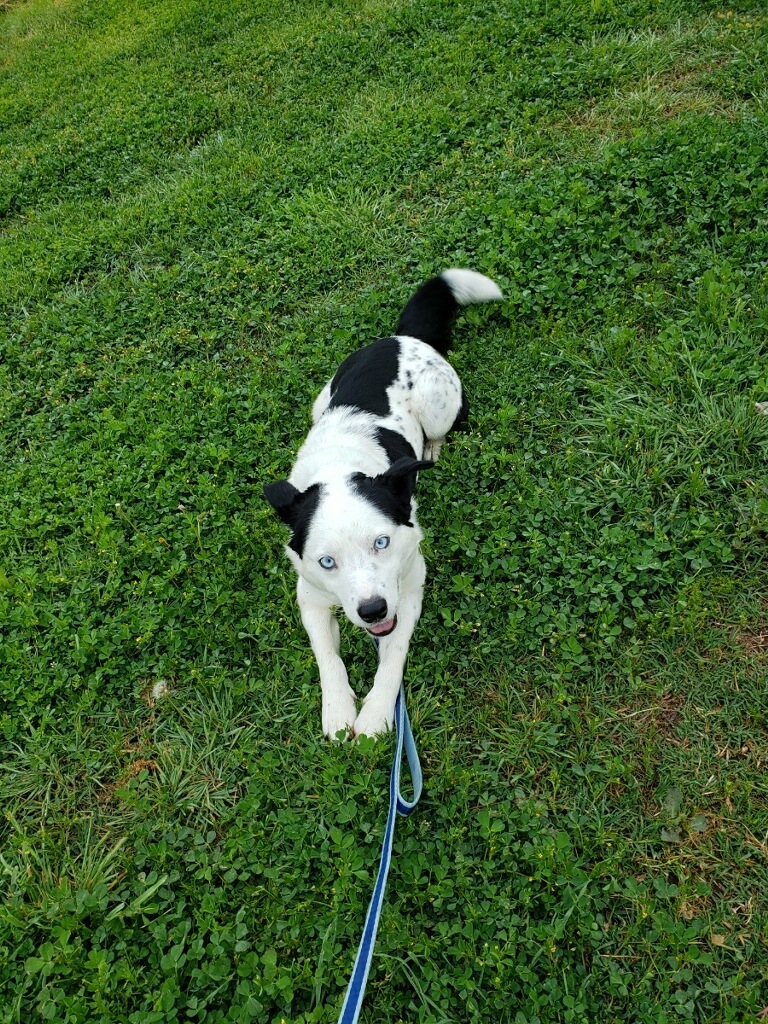 Bing, an adoptable Border Collie in Henrietta, TX, 76365 | Photo Image 3