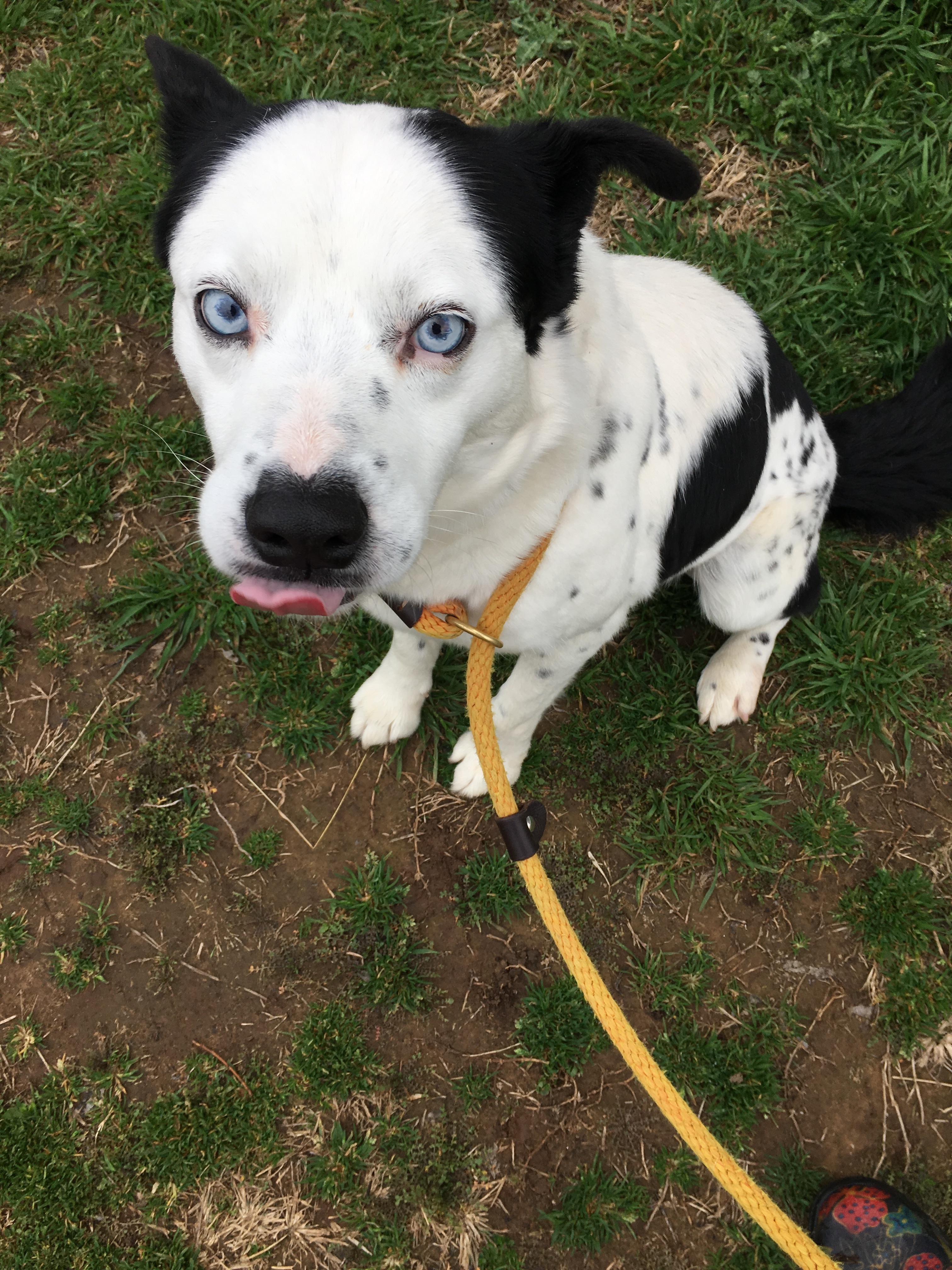 Bing, an adoptable Border Collie in Henrietta, TX, 76365 | Photo Image 4