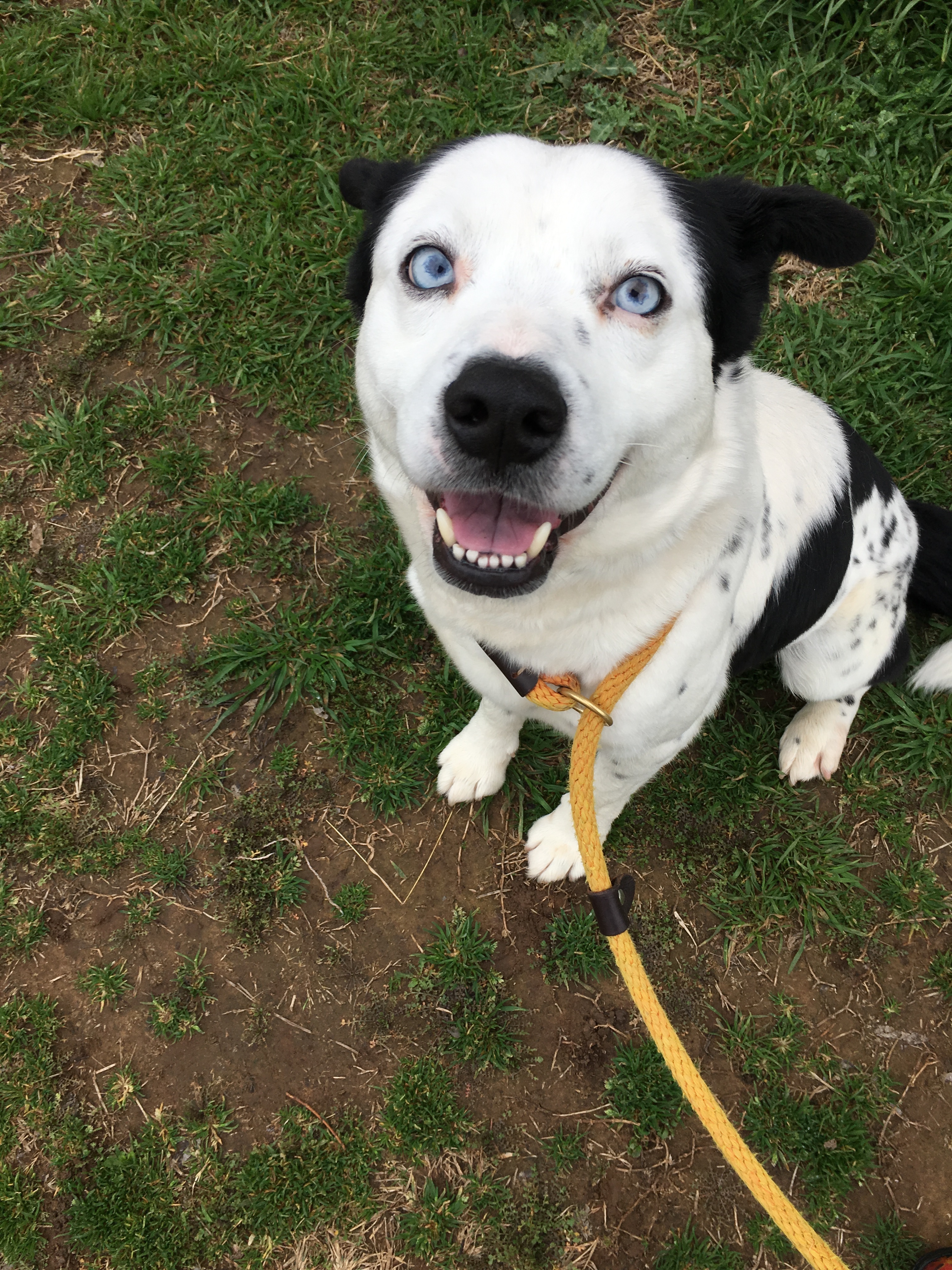 Bing, an adoptable Border Collie in Henrietta, TX, 76365 | Photo Image 1