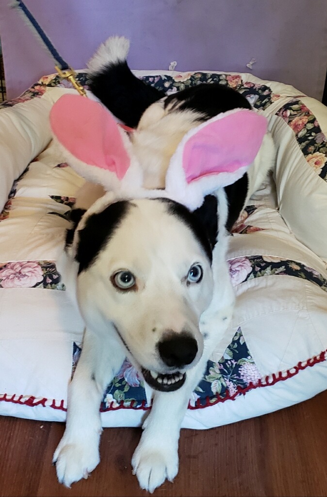 Bing, an adoptable Border Collie in Henrietta, TX, 76365 | Photo Image 5