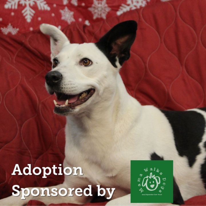 Dog for adoption - Tina, a Border Collie Mix in Colorado ...