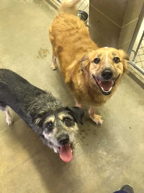 Fred, an adoptable Spaniel Mix in Lake Odessa, MI