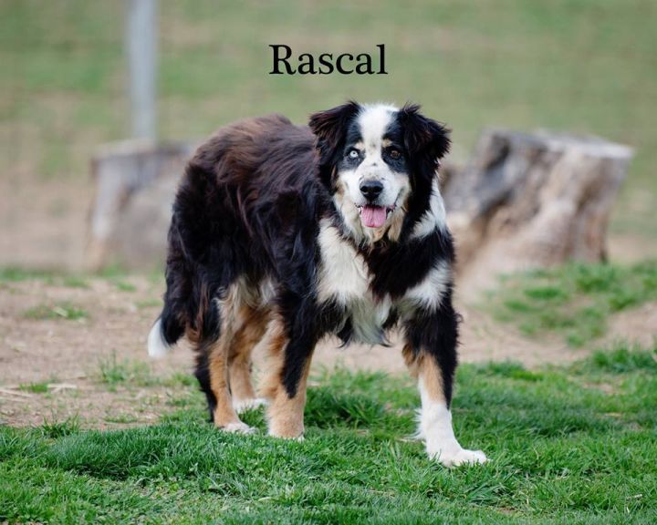 Rascal 3
