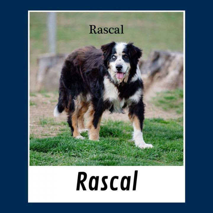 Rascal 1