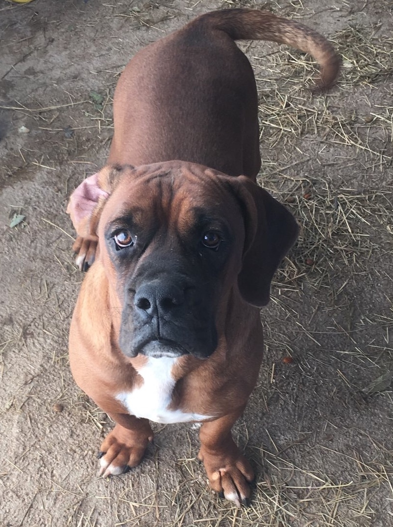 boxer cross dogs for sale