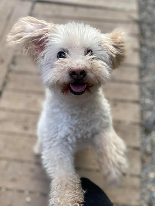 Dog For Adoption Boovie A Bichon Frise Mix In Matawan Nj Petfinder