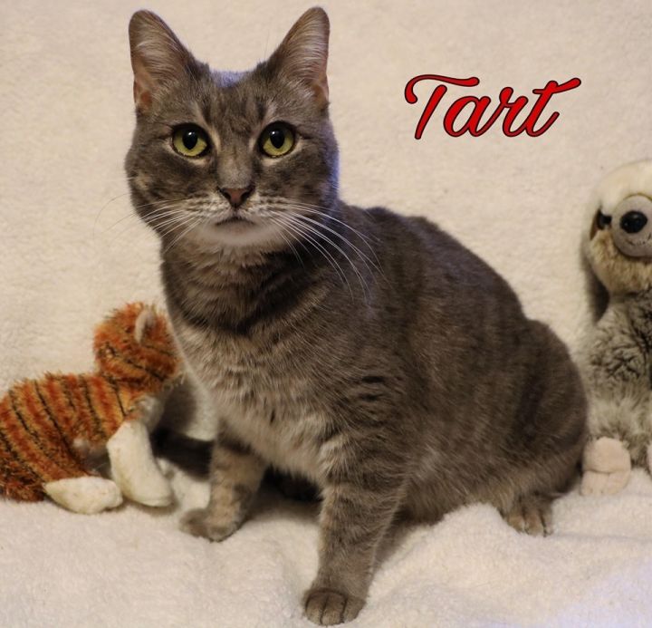 Tarte Goveia, an adoptable Domestic Short Hair Mix in Mackinaw, IL_image-1
