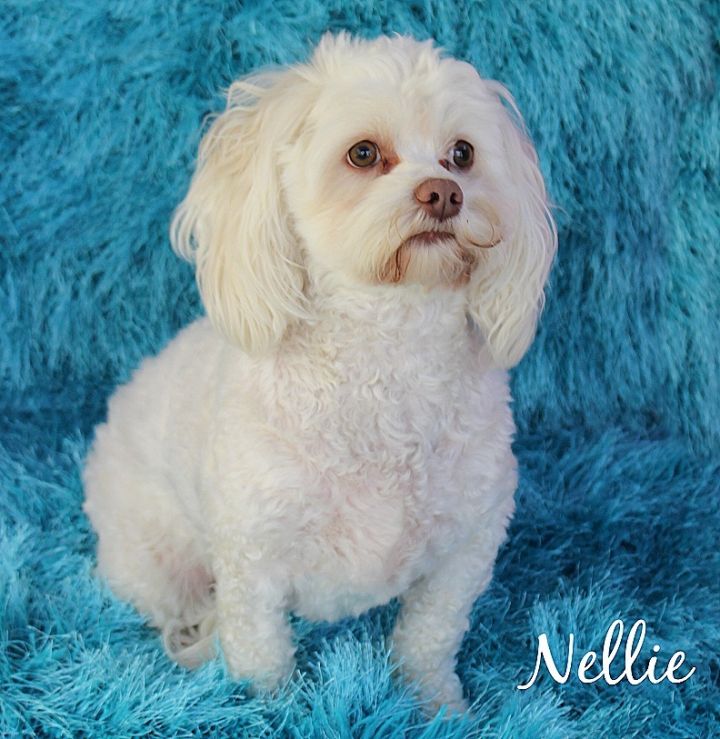 Nellie 3