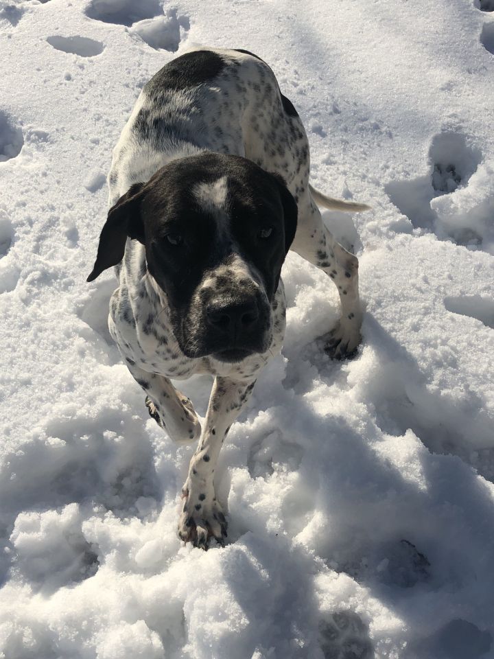 Dog For Adoption Val A German Shorthaired Pointer English