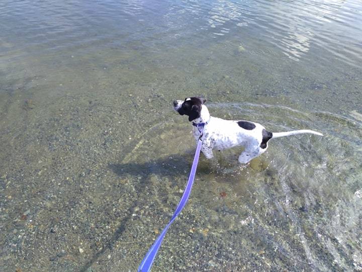 Dog For Adoption Val A German Shorthaired Pointer English