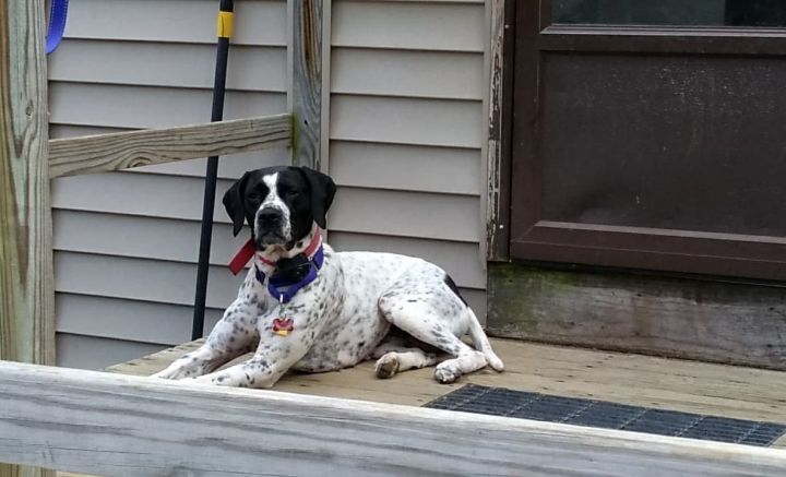 Dog For Adoption Val A German Shorthaired Pointer English