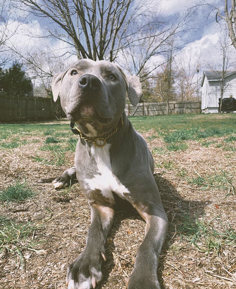 Kobe, an adoptable Pit Bull Terrier in Acushnet, MA, 02743 | Photo Image 2