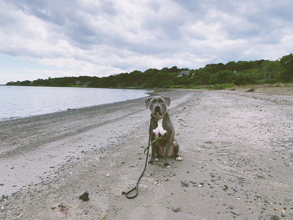 Kobe, an adoptable Pit Bull Terrier in Acushnet, MA, 02743 | Photo Image 3