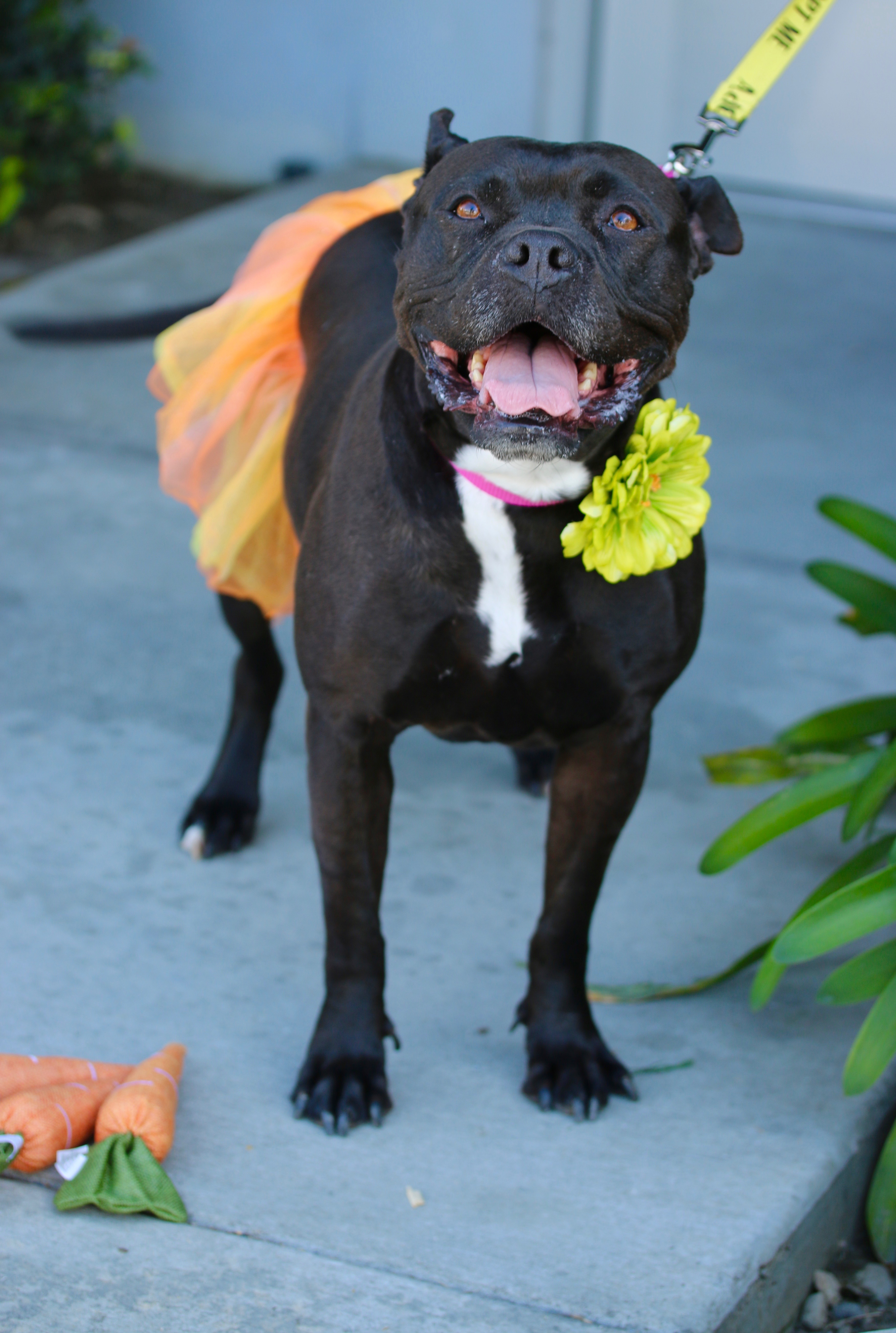 Oogly, an adoptable Boston Terrier, Pit Bull Terrier in South El Monte, CA, 91733 | Photo Image 2