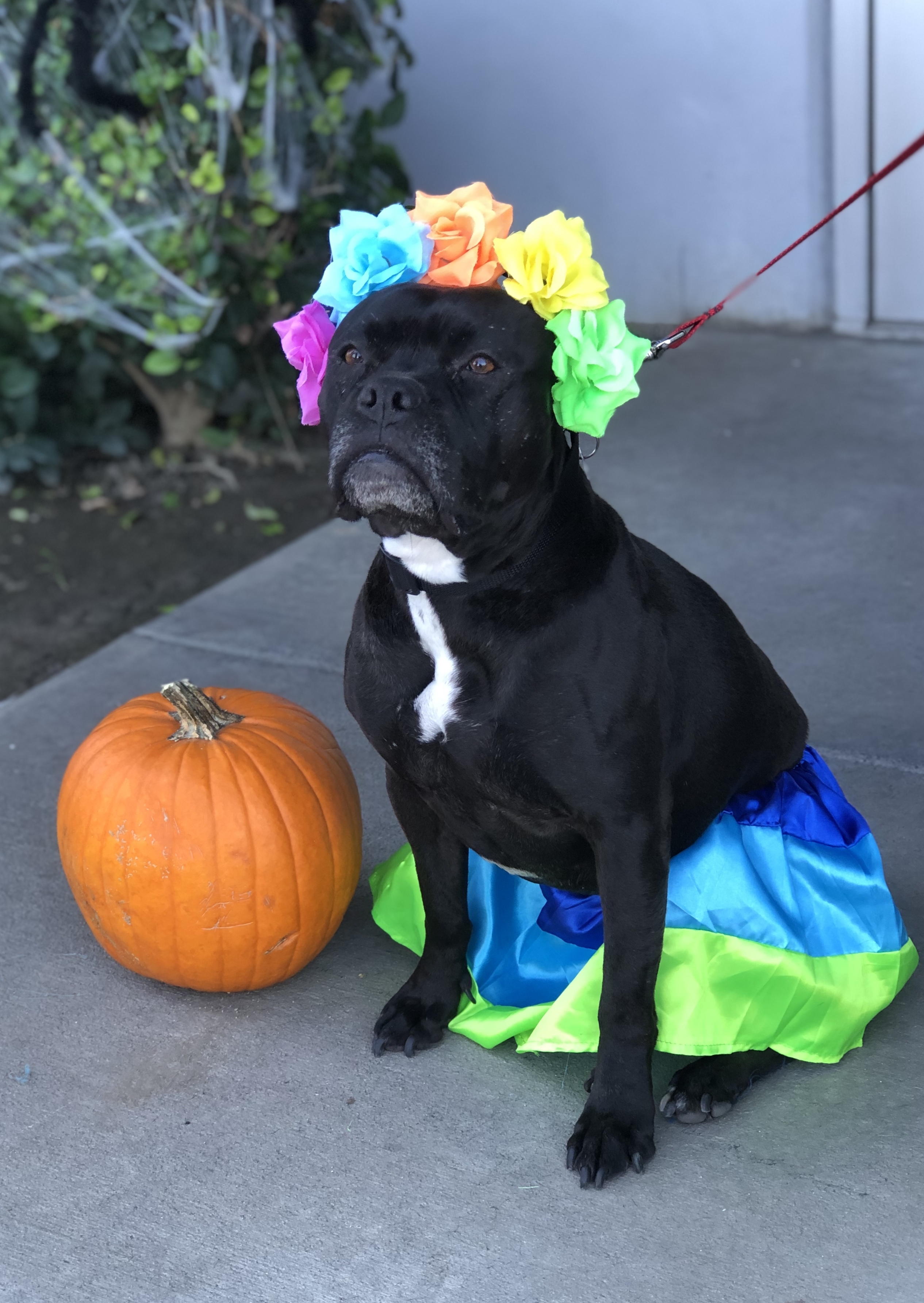 Oogly, an adoptable Boston Terrier, Pit Bull Terrier in South El Monte, CA, 91733 | Photo Image 3
