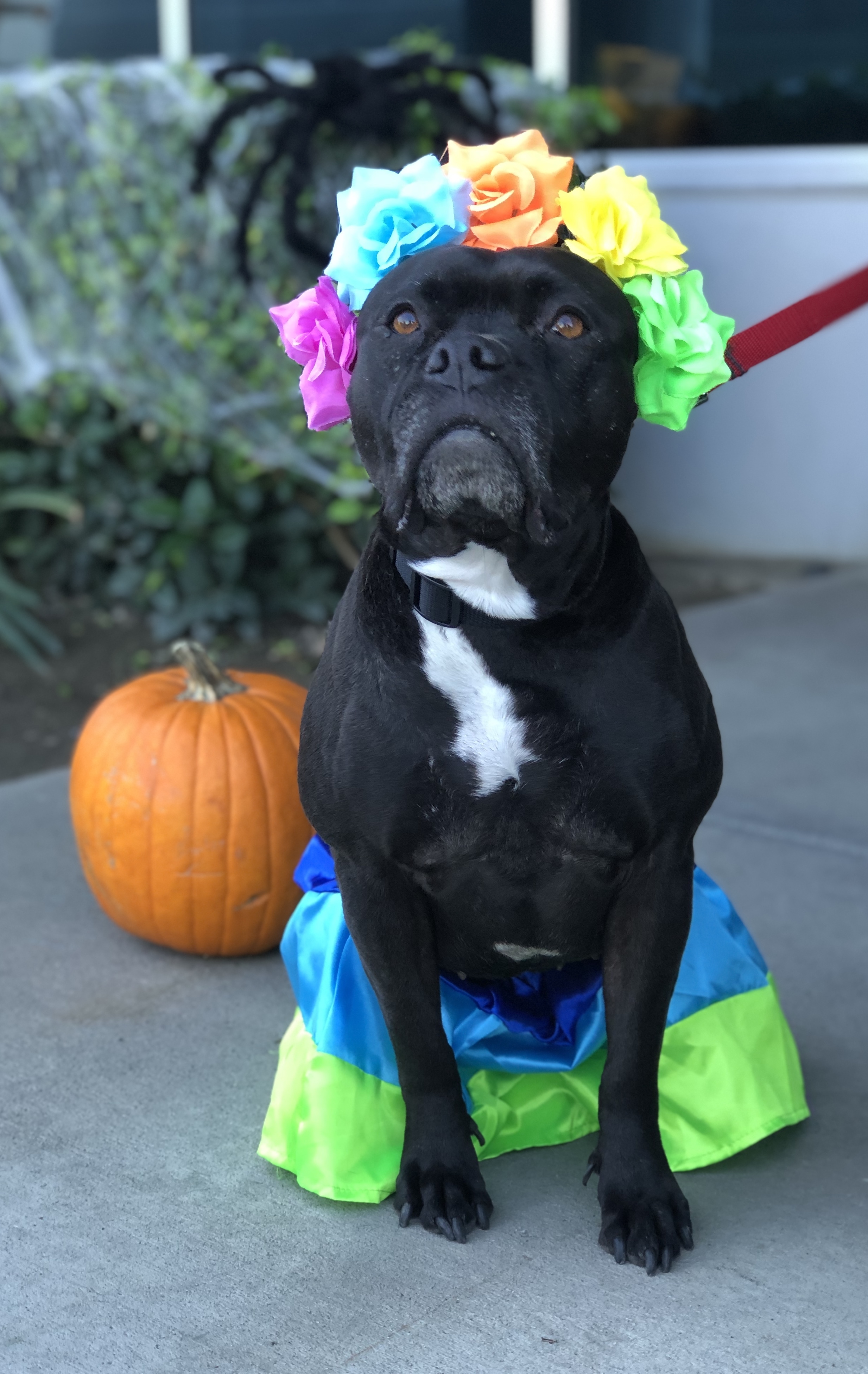 Oogly, an adoptable Boston Terrier, Pit Bull Terrier in South El Monte, CA, 91733 | Photo Image 4