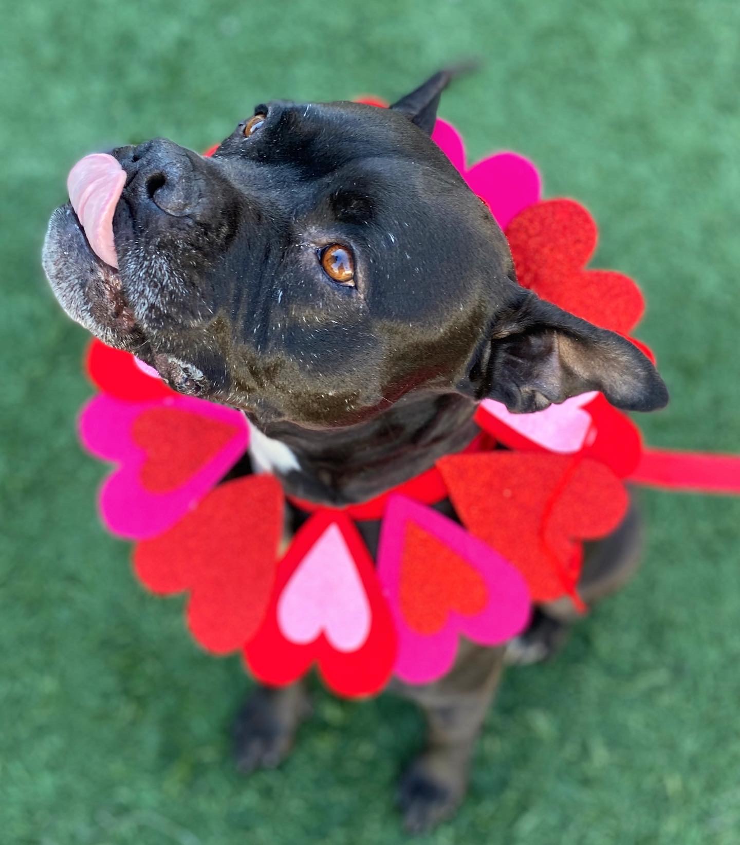 Oogly, an adoptable Boston Terrier, Pit Bull Terrier in South El Monte, CA, 91733 | Photo Image 5