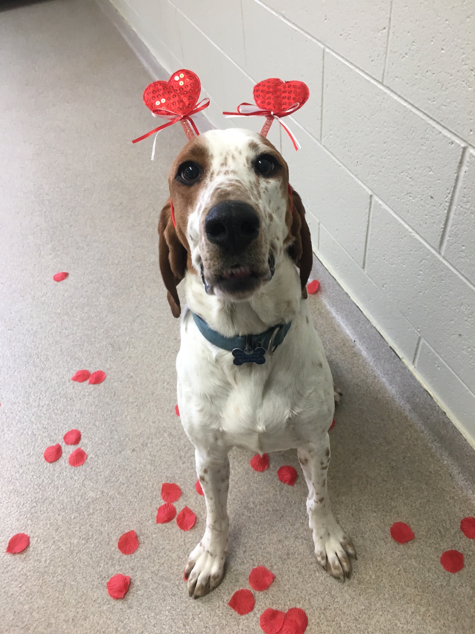 Jasper, an adoptable Hound in Manitowoc, WI, 54220 | Photo Image 2