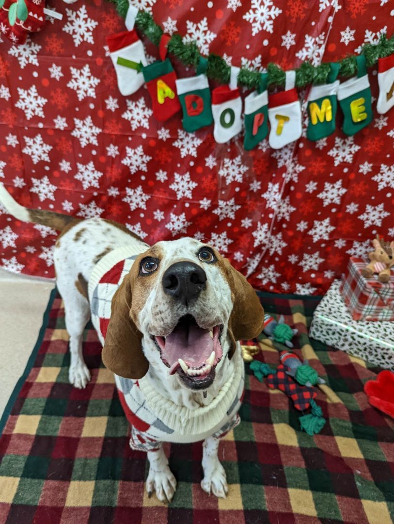 Jasper, an adoptable Hound in Manitowoc, WI, 54220 | Photo Image 3