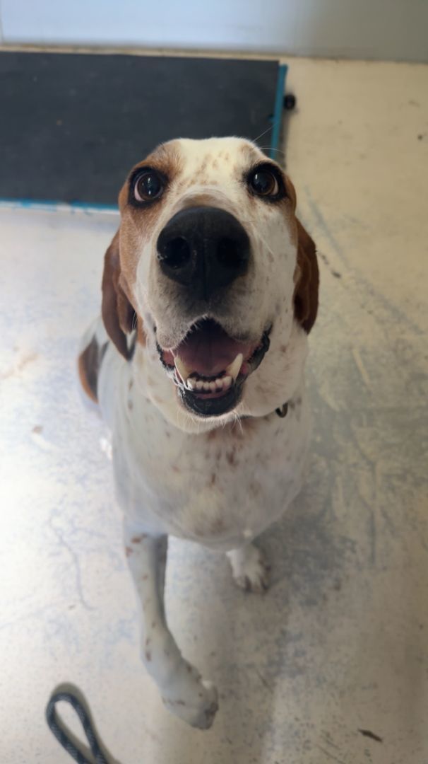 Jasper, an adoptable Hound in Manitowoc, WI, 54220 | Photo Image 1