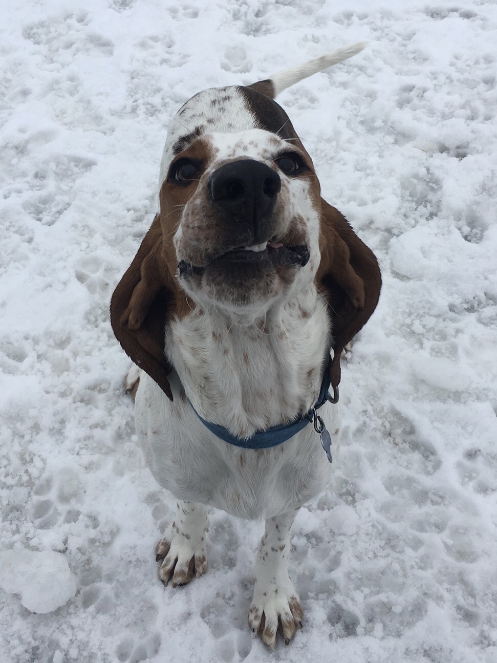 Jasper, an adoptable Hound in Manitowoc, WI, 54220 | Photo Image 4