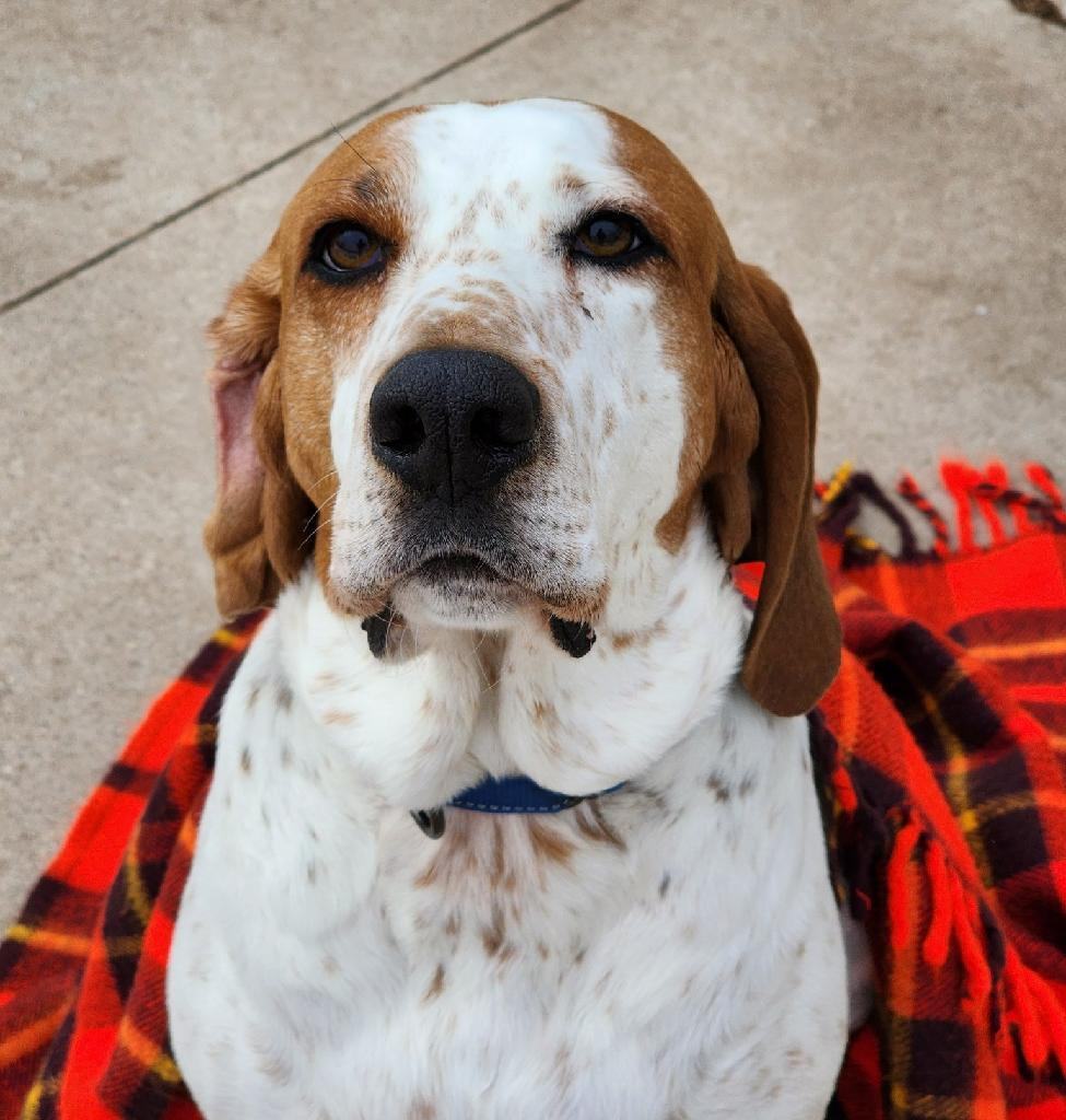 Jasper, an adoptable Hound in Manitowoc, WI, 54220 | Photo Image 5