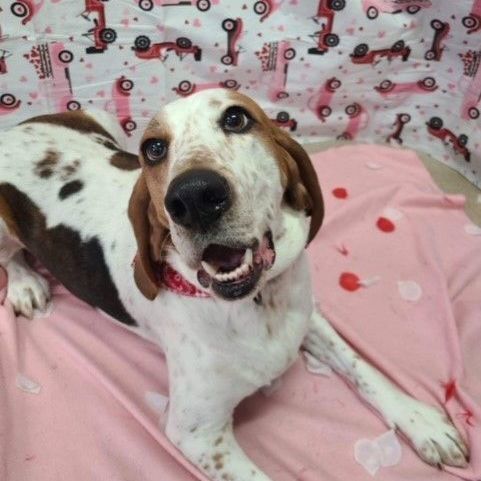 Jasper, an adoptable Hound in Manitowoc, WI, 54220 | Photo Image 6