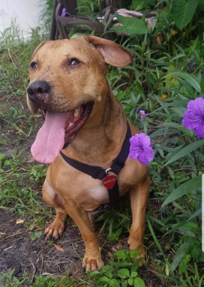 Marcus, an adoptable Black Mouth Cur in St Petersburg, FL, 33704 | Photo Image 1