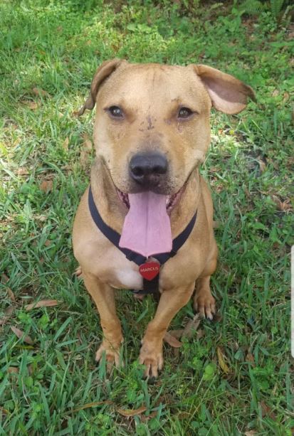 Marcus, an adoptable Black Mouth Cur in St Petersburg, FL, 33704 | Photo Image 3