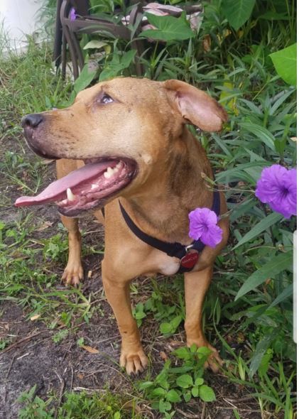 Marcus, an adoptable Black Mouth Cur in St Petersburg, FL, 33704 | Photo Image 4