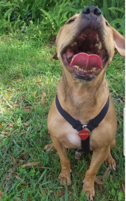 Marcus, an adoptable Black Mouth Cur in St Petersburg, FL, 33704 | Photo Image 5