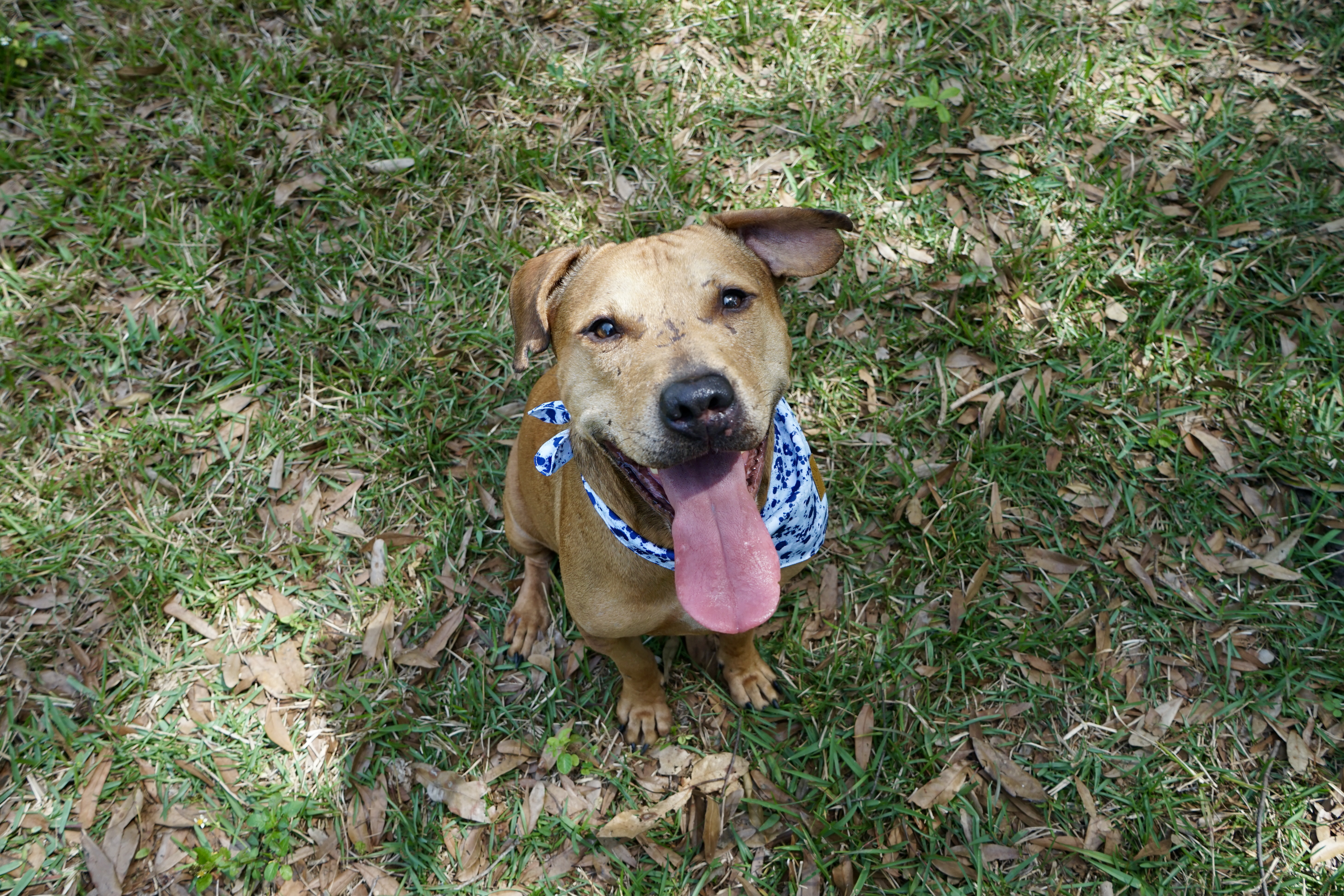 Marcus, an adoptable Black Mouth Cur in St Petersburg, FL, 33704 | Photo Image 6
