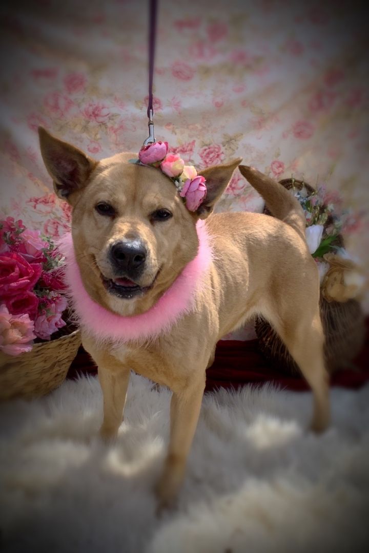 Dog For Adoption Millie A Shiba Inu Mix In Pennsauken Nj