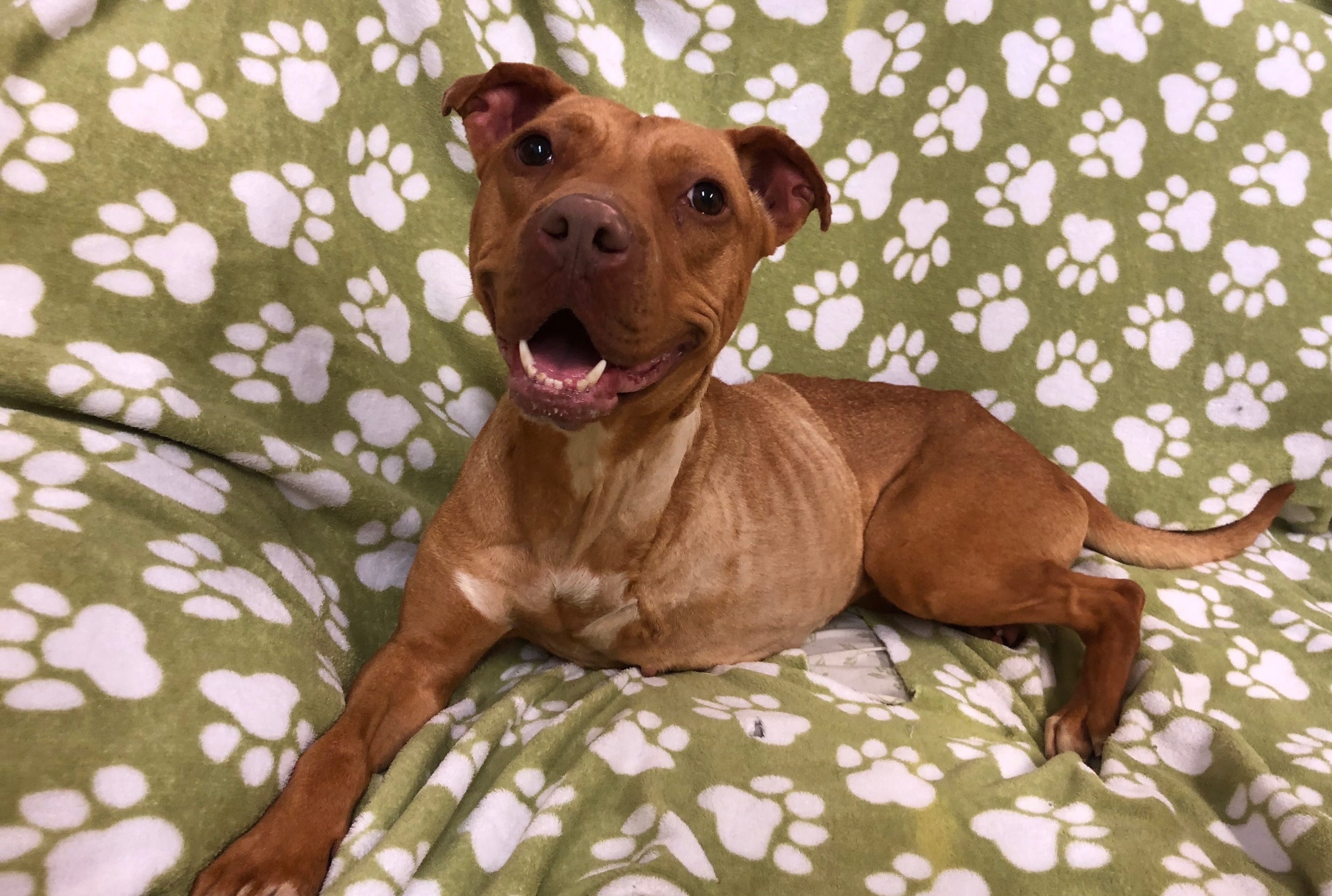 Hazel, an adoptable Pit Bull Terrier in Cary, NC, 27512 | Photo Image 1