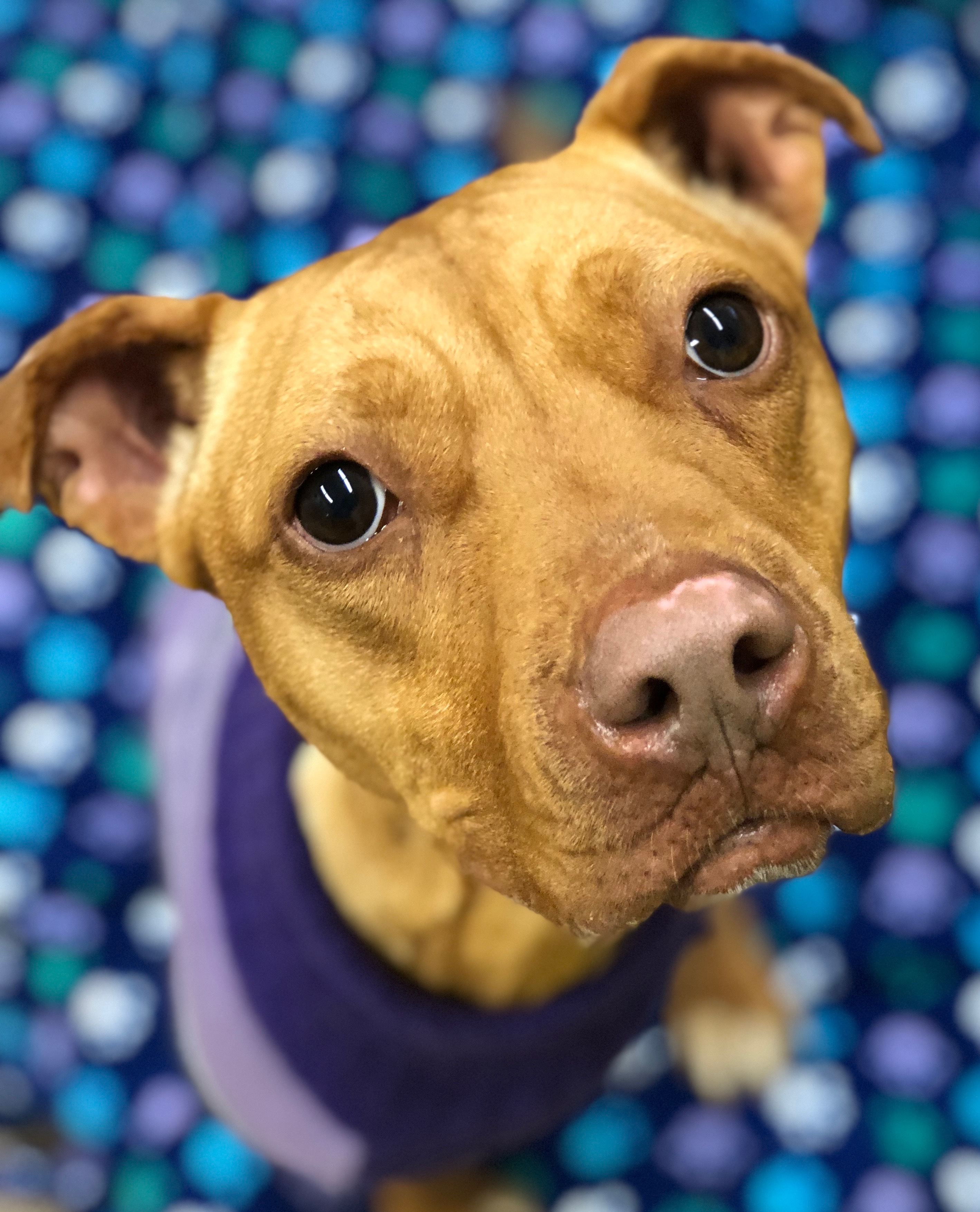Hazel, an adoptable Pit Bull Terrier in Cary, NC, 27512 | Photo Image 4