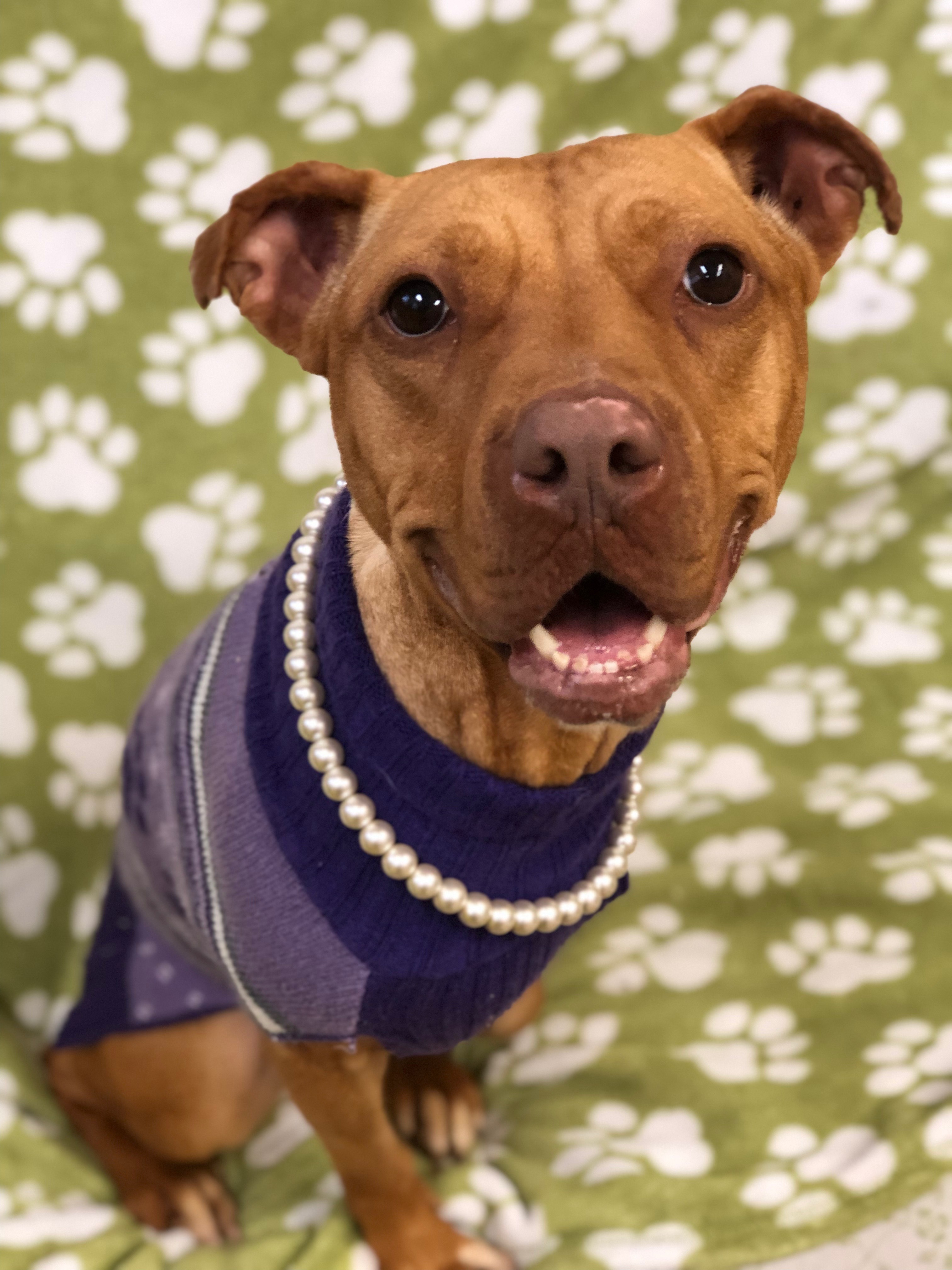 Hazel, an adoptable Pit Bull Terrier in Cary, NC, 27512 | Photo Image 5