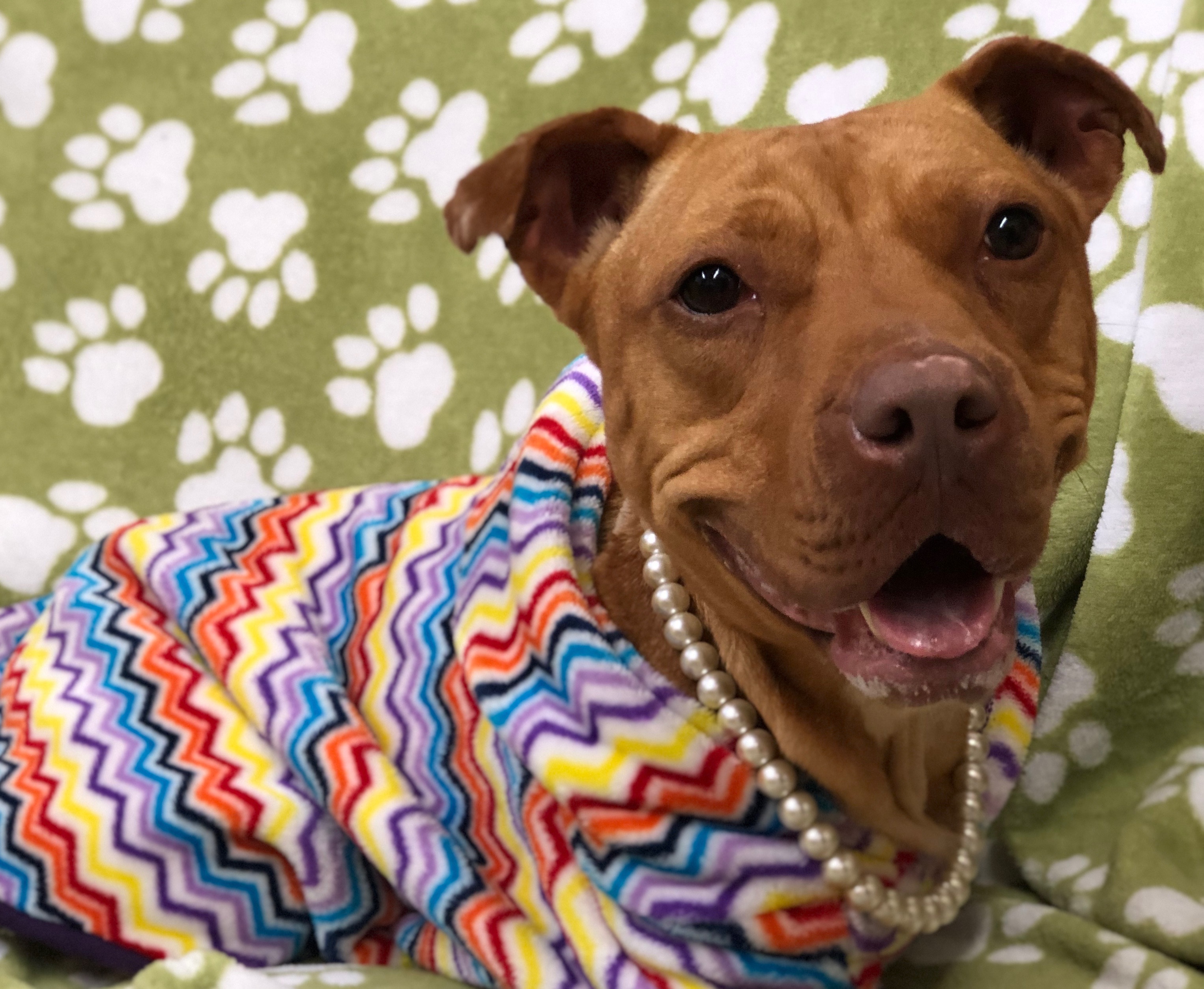 Hazel, an adoptable Pit Bull Terrier in Cary, NC, 27512 | Photo Image 6