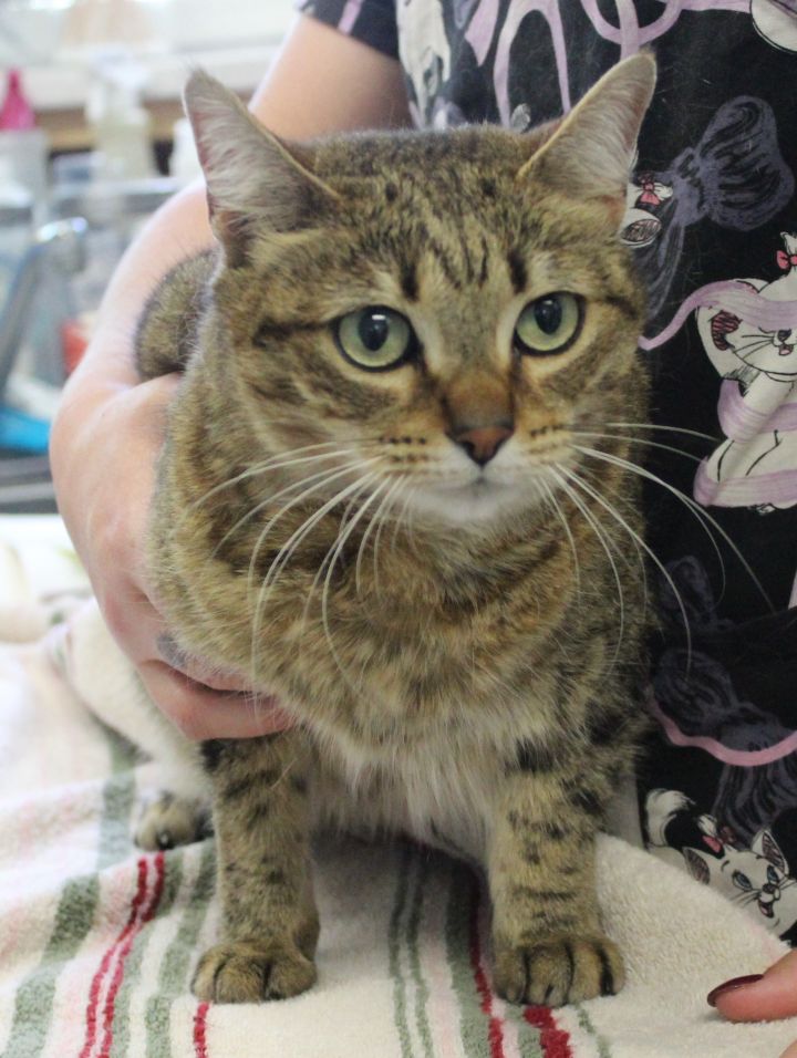 Cat For Adoption Twiggy A Domestic Short Hair In Vacaville Ca