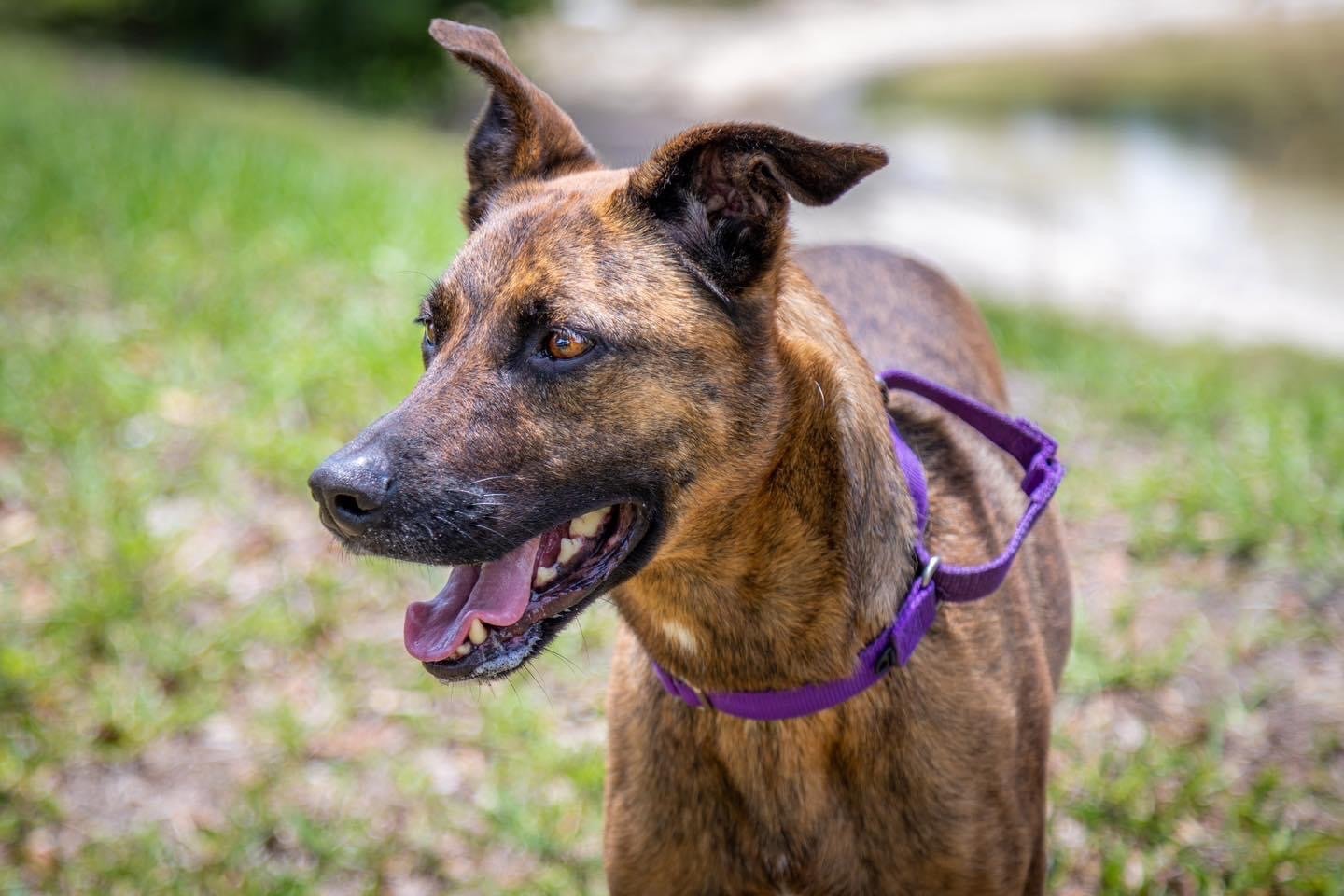 Nala, an adoptable German Shepherd Dog in Royal Palm Beach, FL, 33411 | Photo Image 1