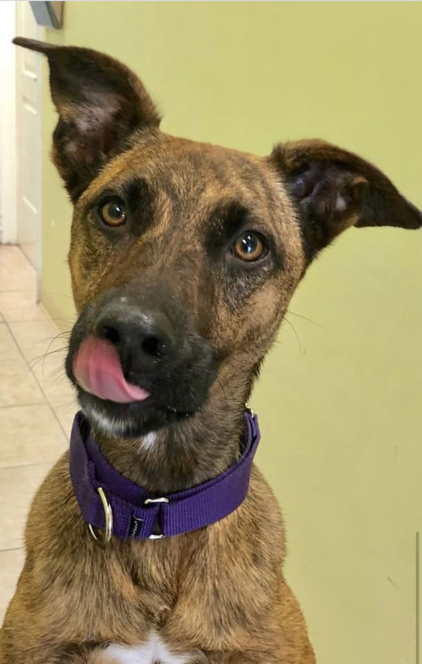 Nala, an adoptable German Shepherd Dog in Royal Palm Beach, FL, 33411 | Photo Image 2