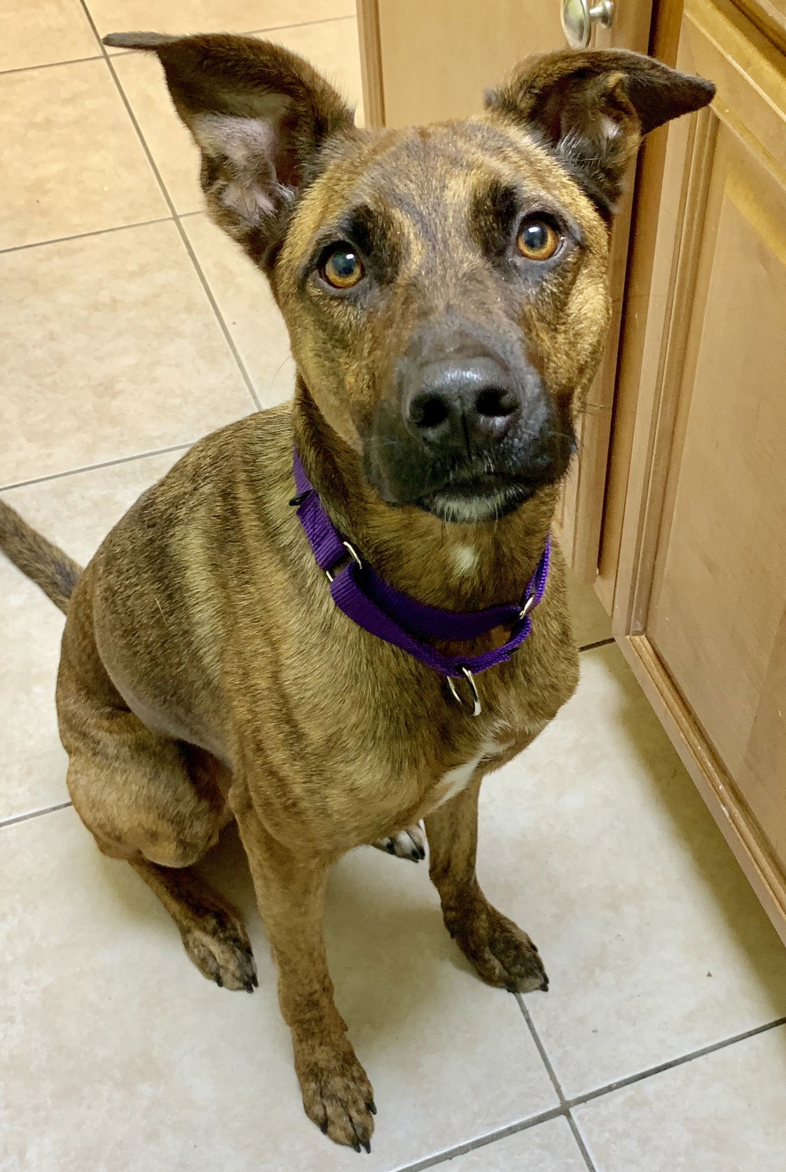 Nala, an adoptable German Shepherd Dog in Royal Palm Beach, FL, 33411 | Photo Image 3