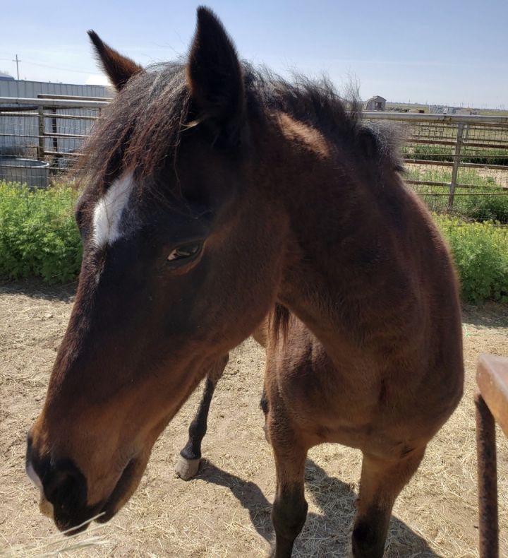 Suzy, an adoptable Quarterhorse in Lubbock, TX_image-1